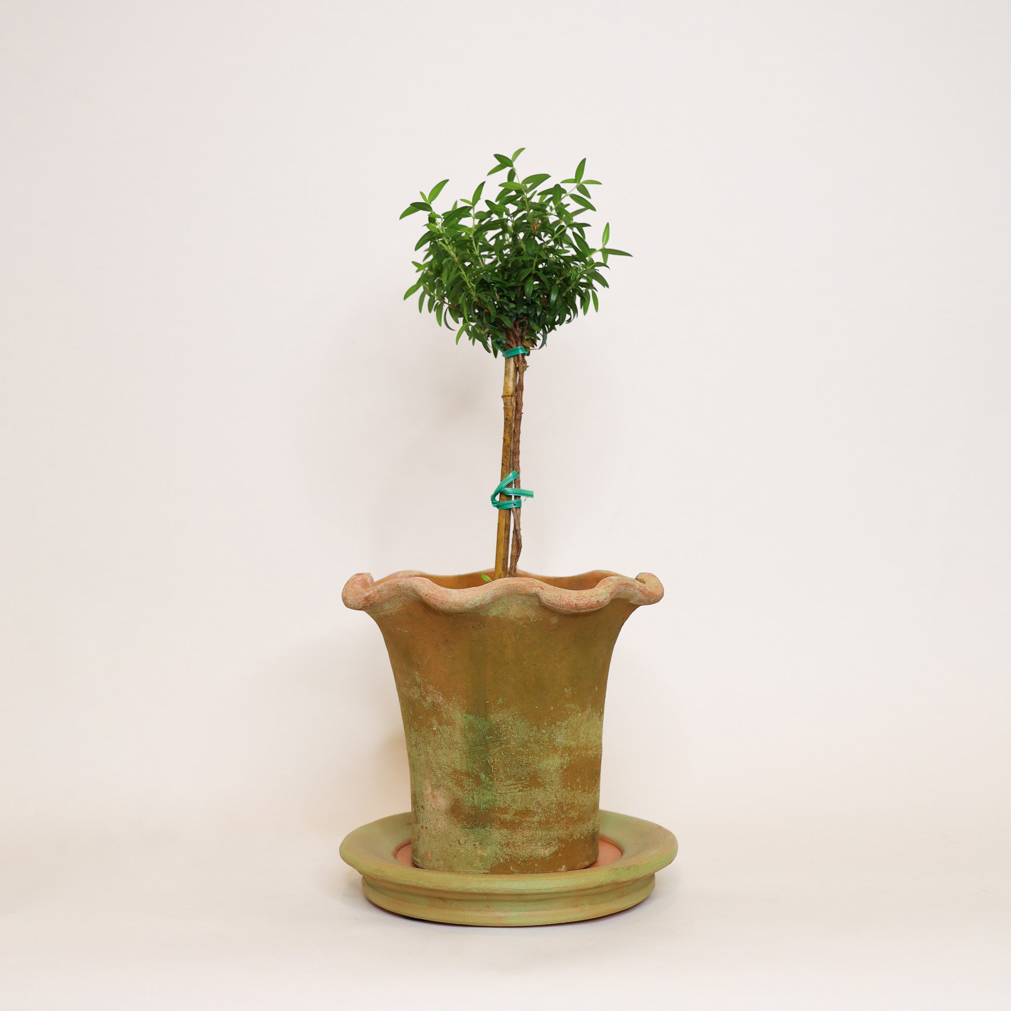 Aged Scallop Planter