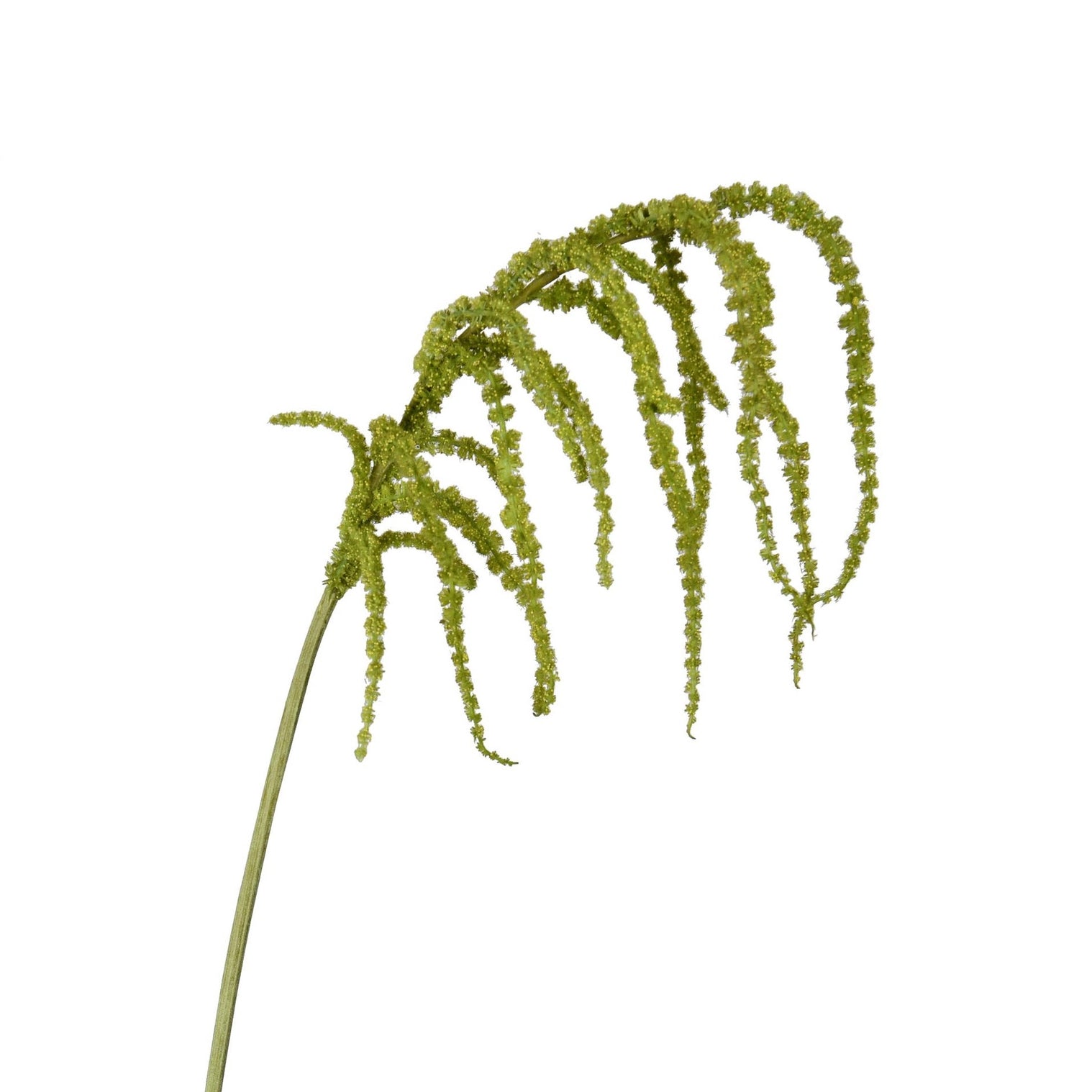 Amaranthus Hanging Stem