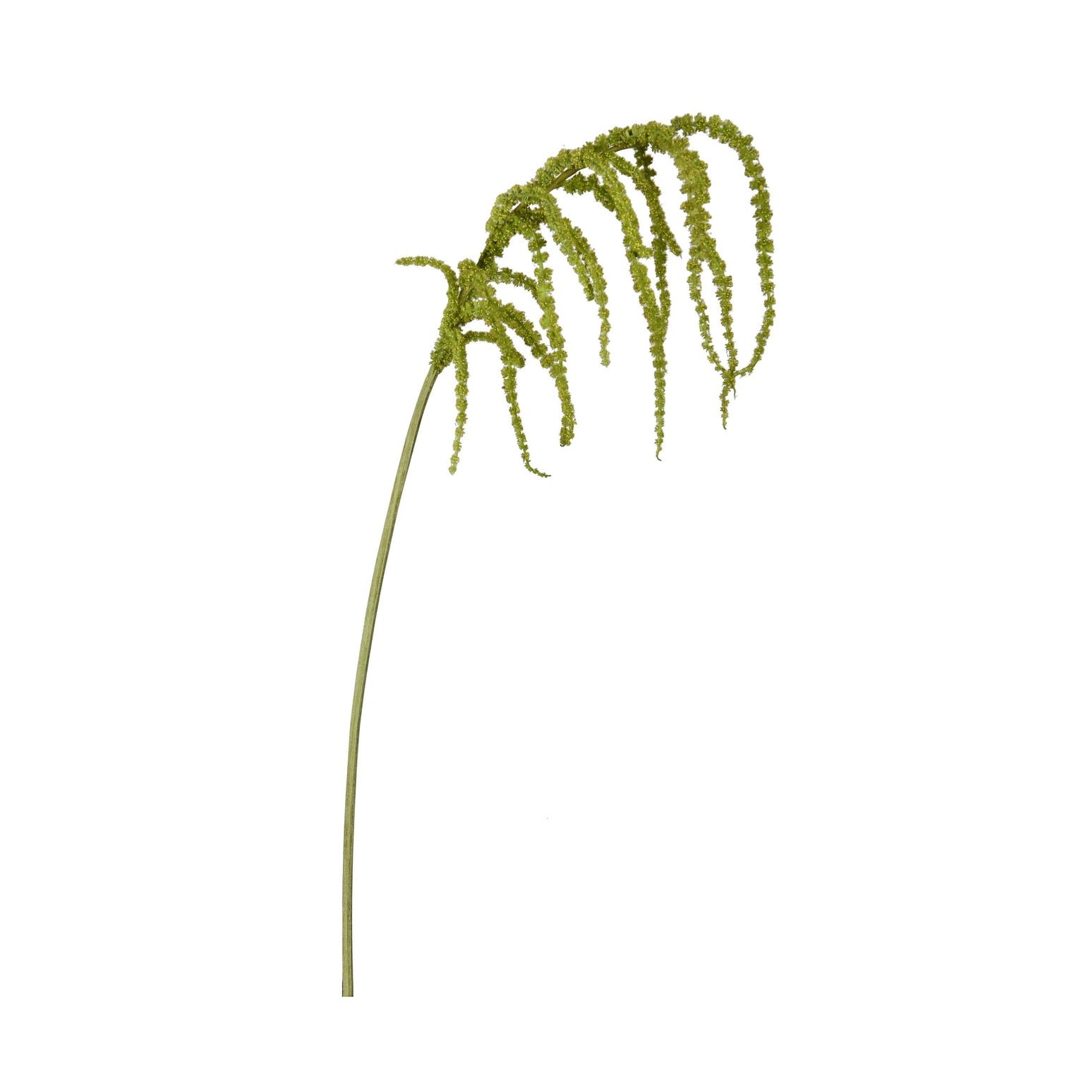 Amaranthus Hanging Stem