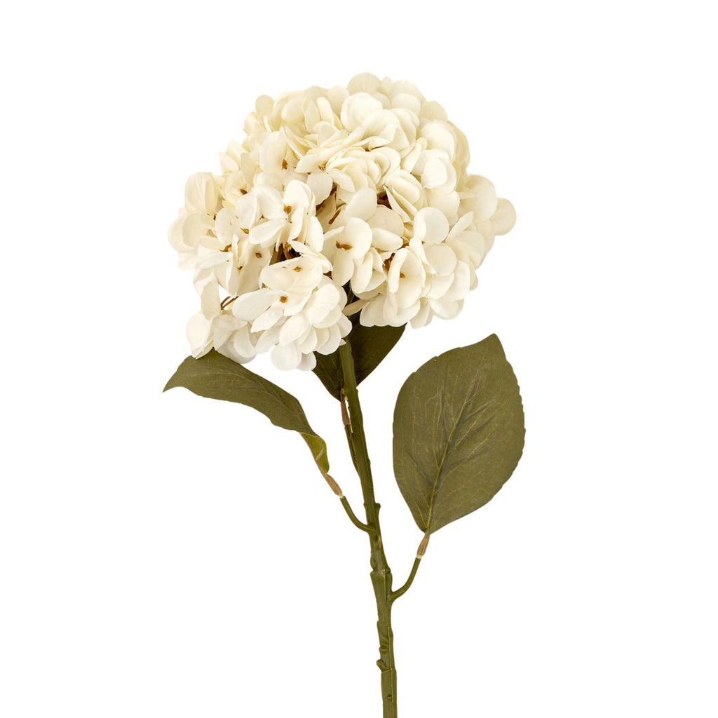 Cream Hydrangea Stem