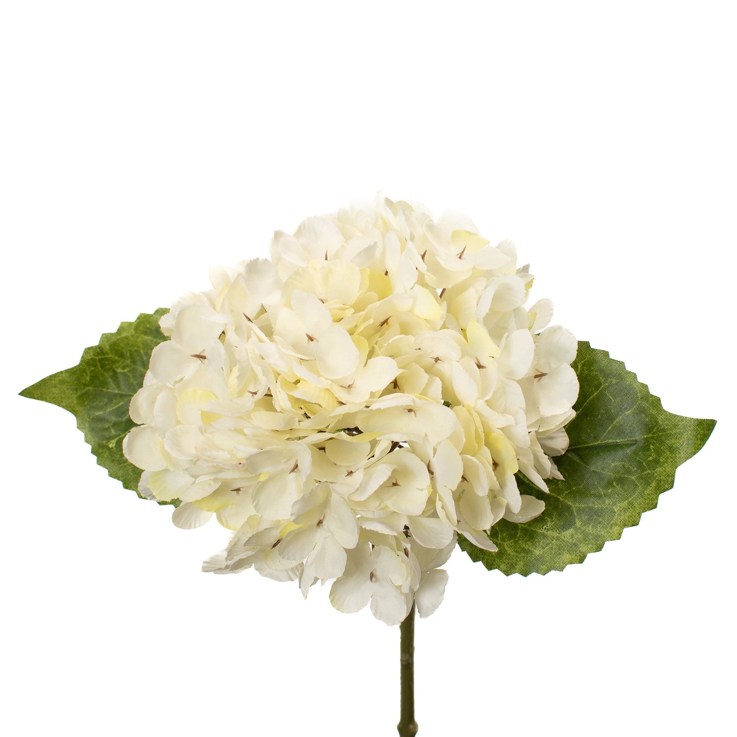 CREAM HYDRANGEA STEM