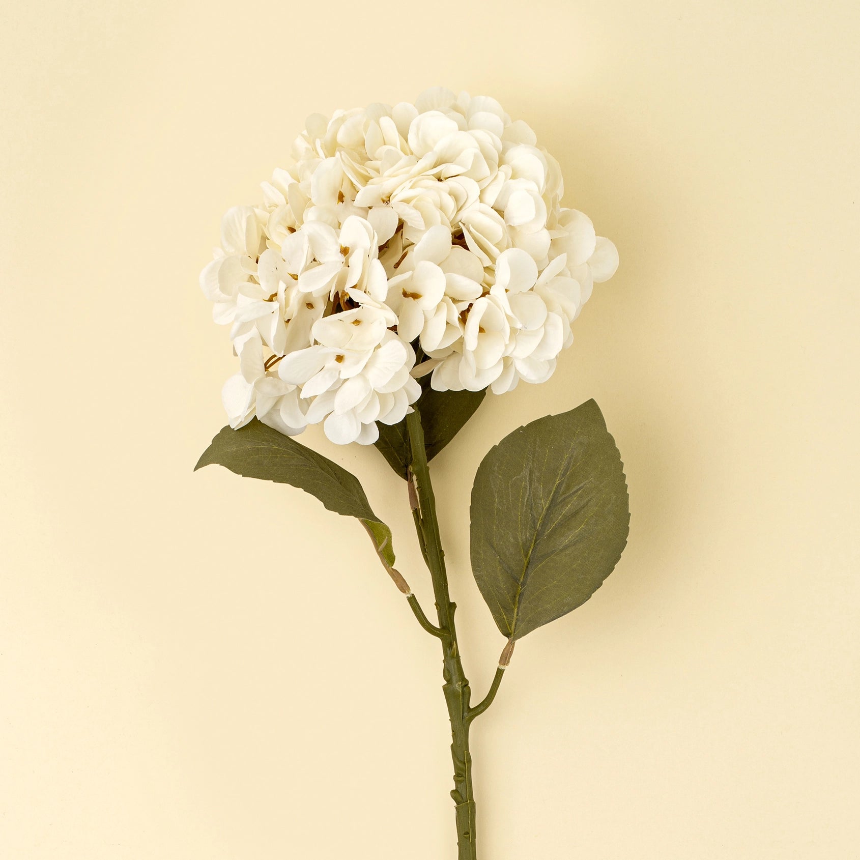 Cream Hydrangea Stem