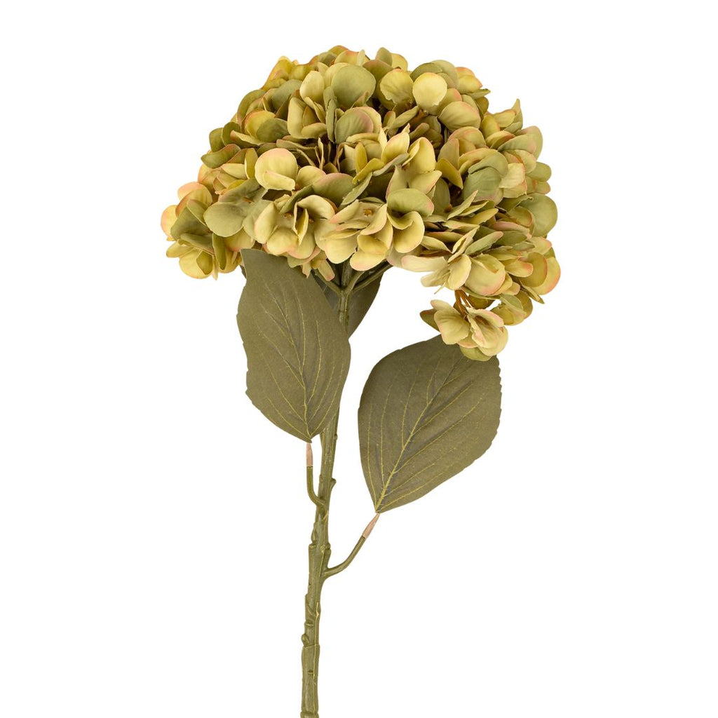 Faded Green Hydrangea Stem