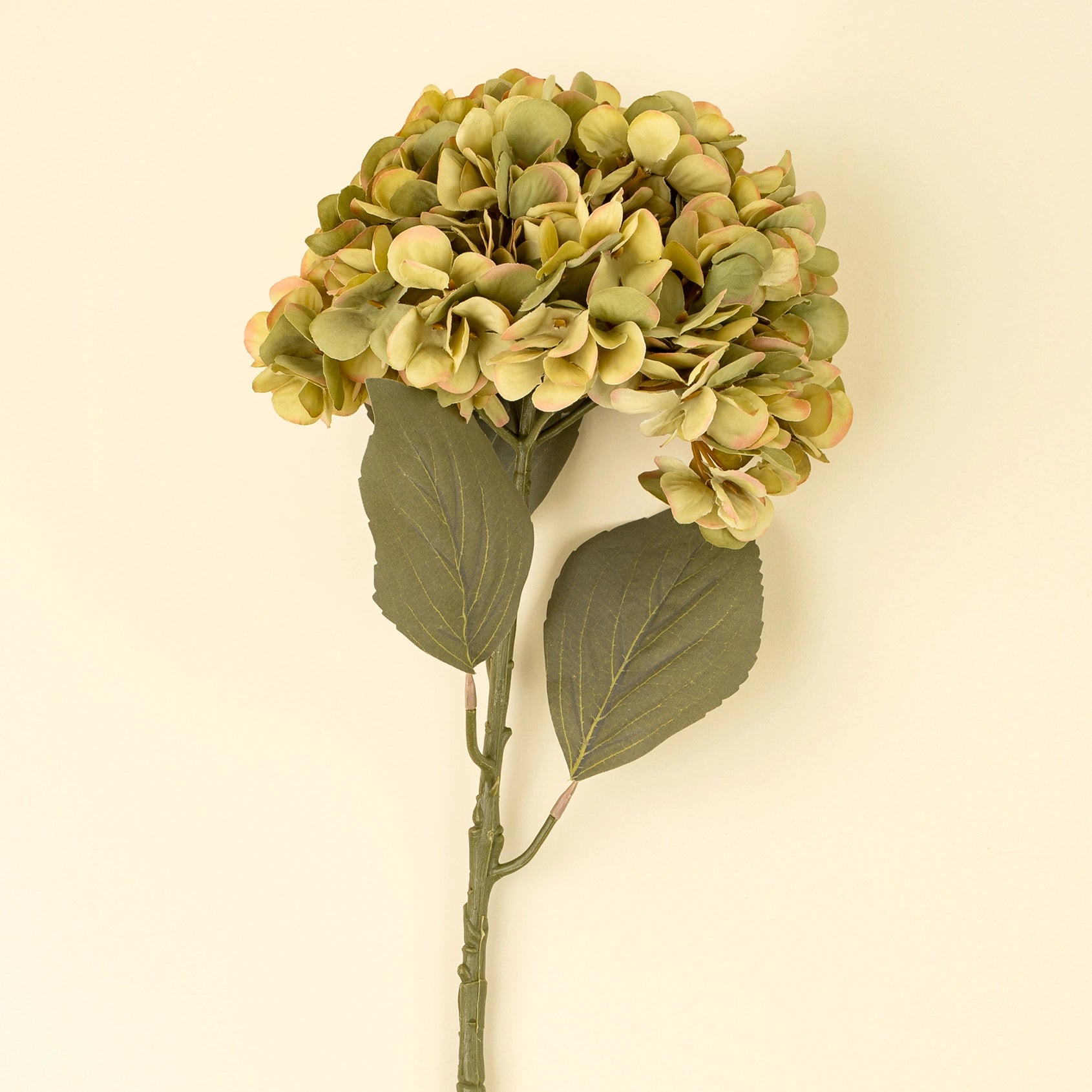Faded Green Hydrangea Stem