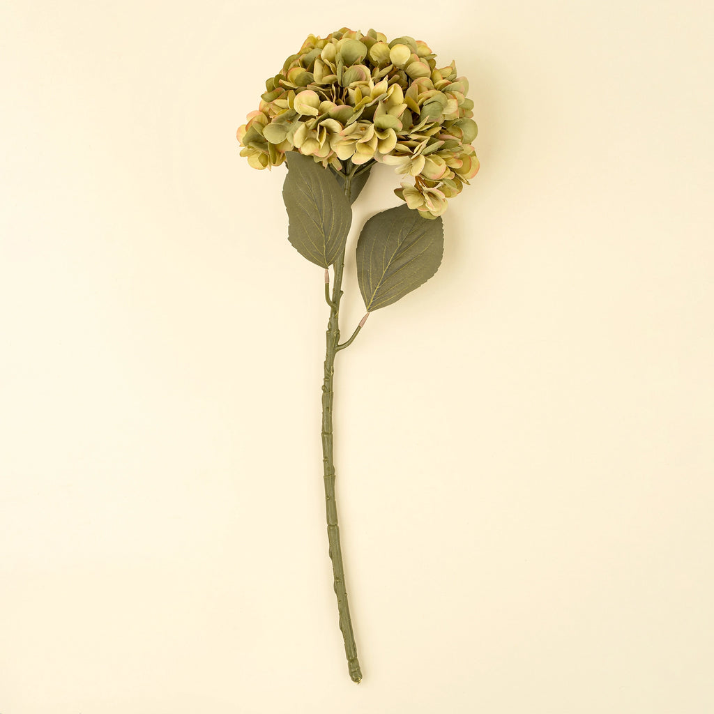 Faded Green Hydrangea Stem