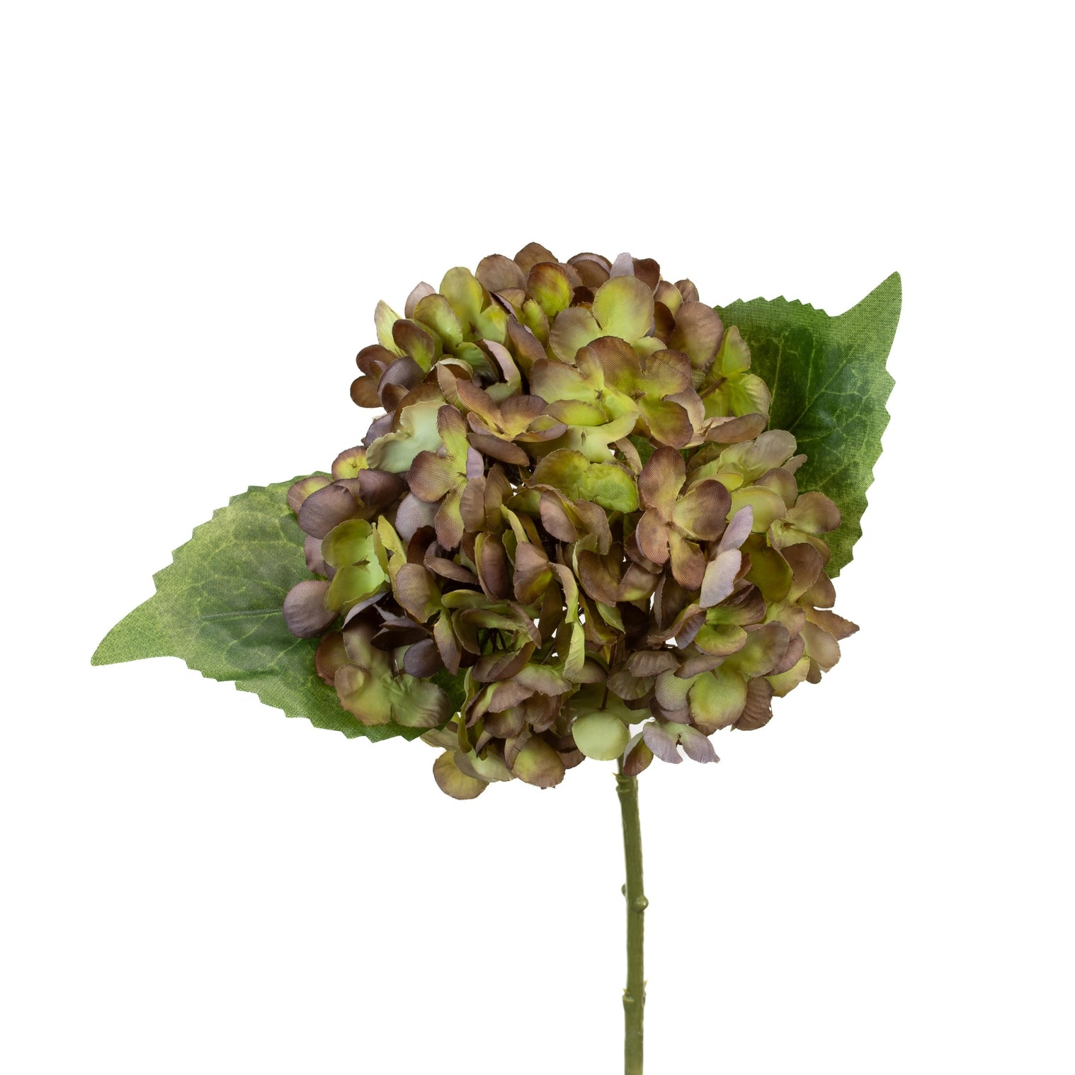 Green-Purple Hydrangea Stem