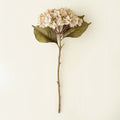 Heirloom White Hydrangea Stem