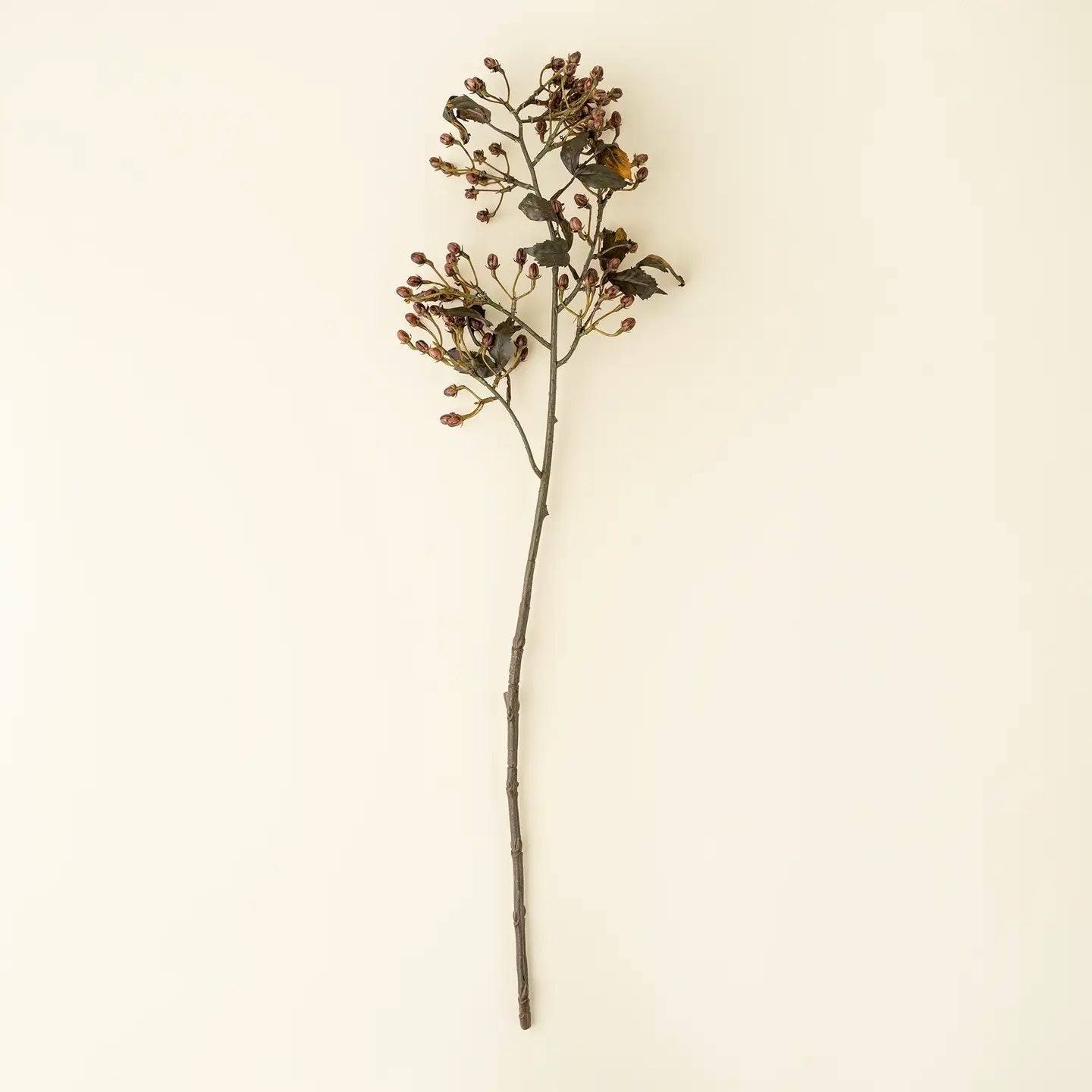 Hipericum Bud Stem
