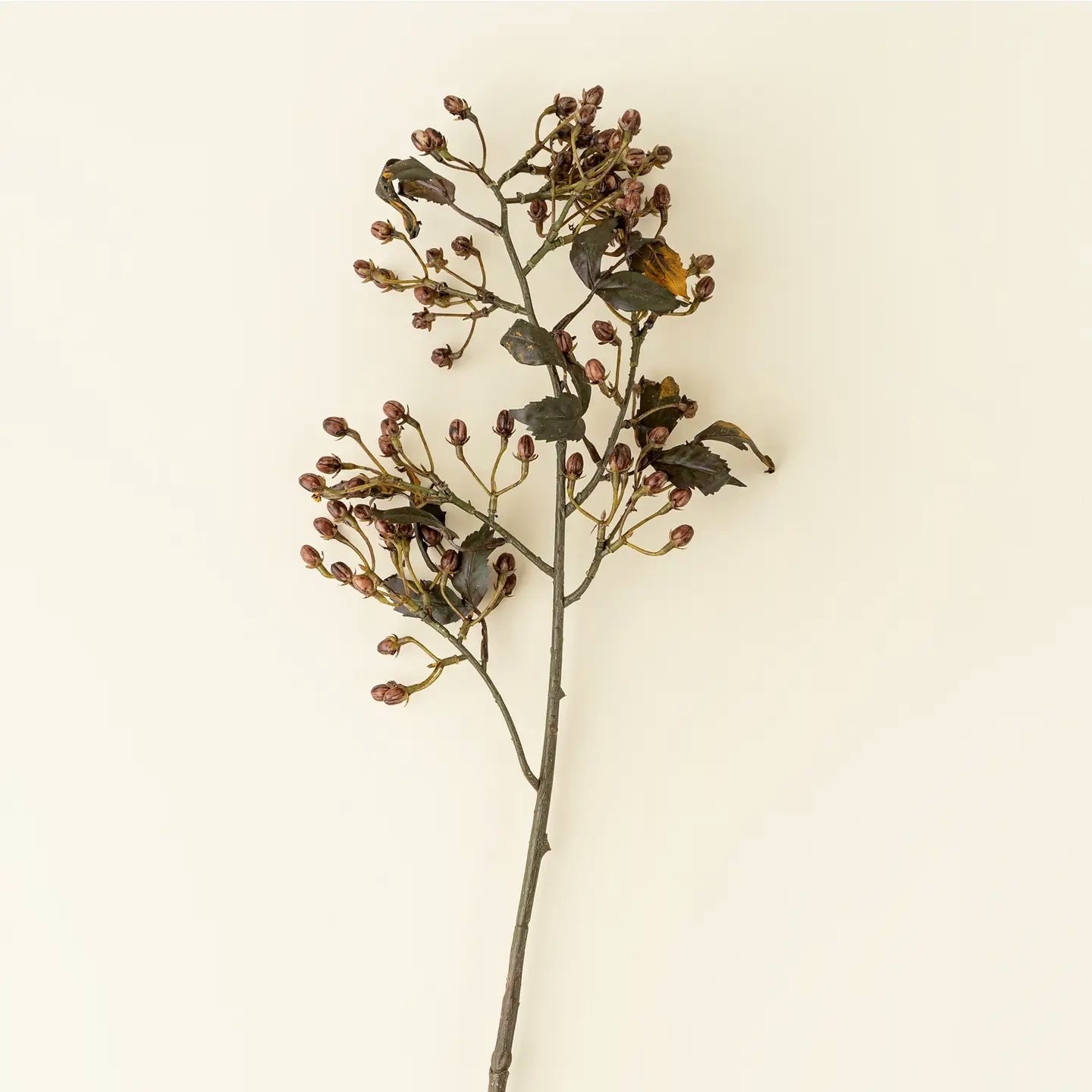 Hipericum Bud Stem
