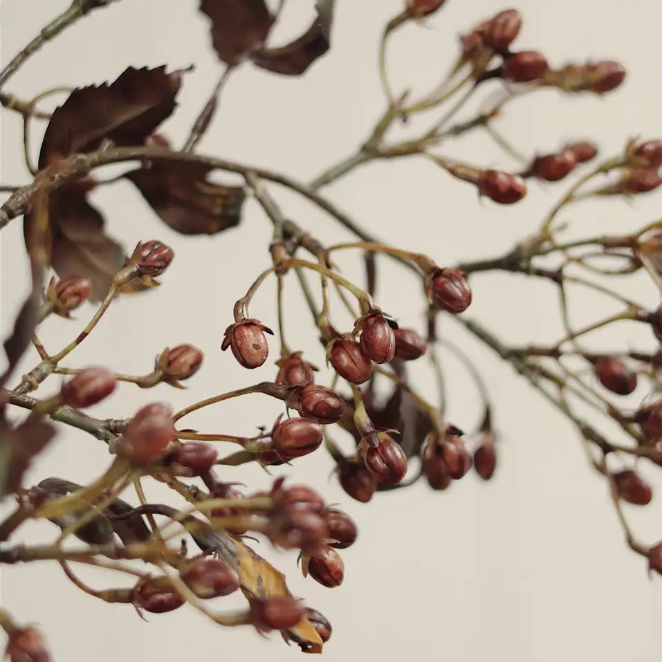 Hipericum Bud Stem