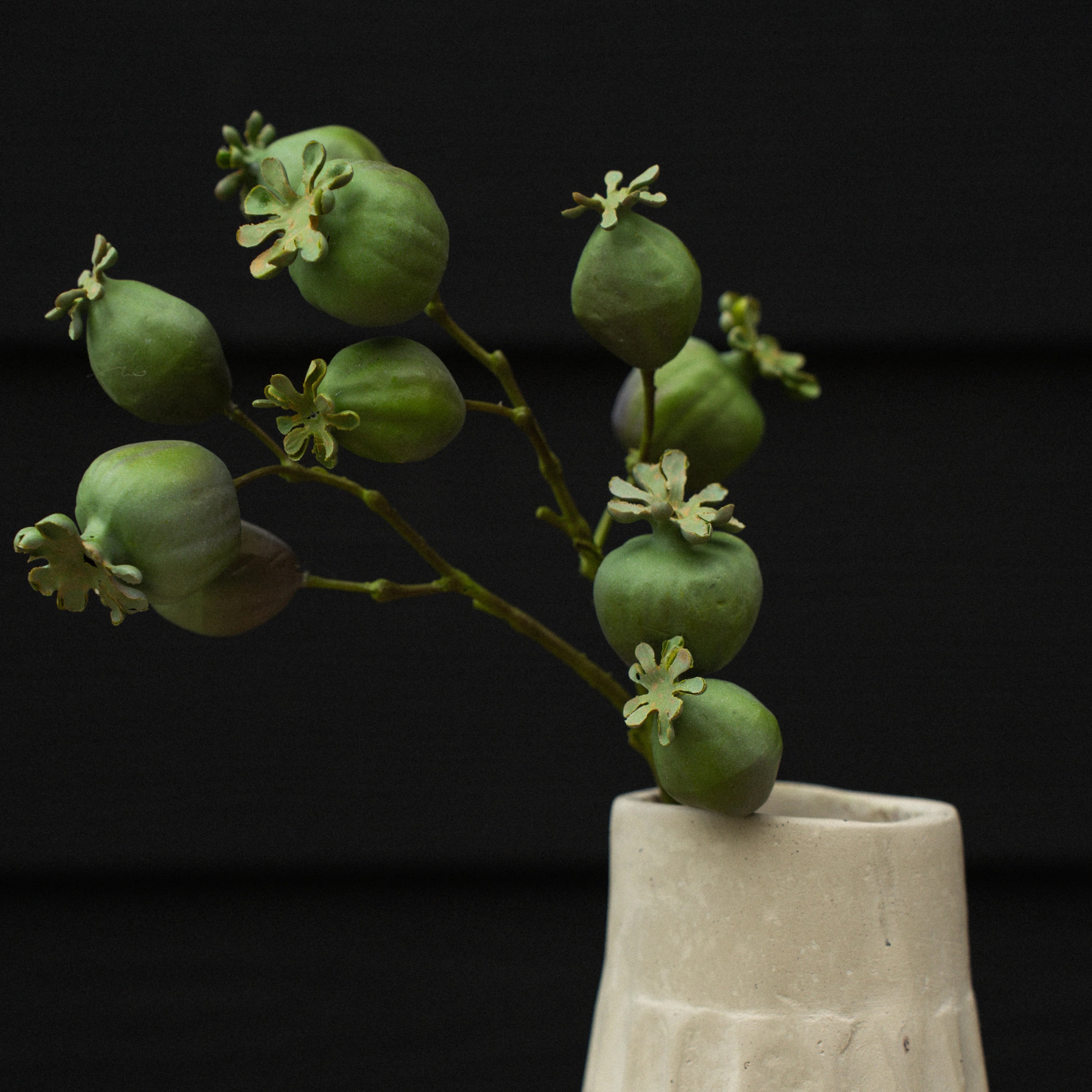 Poppy Pod Stem