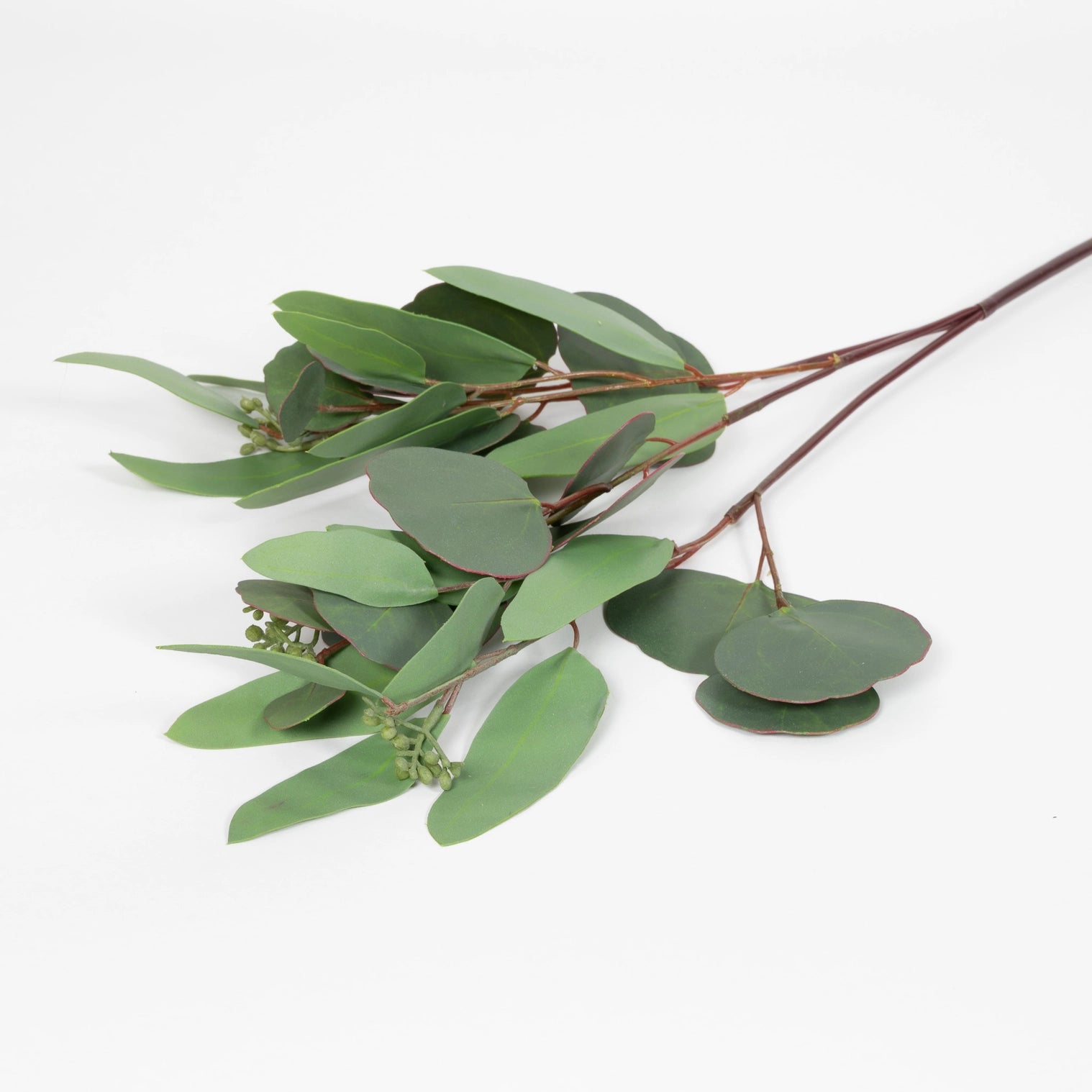 Seeded Eucalyptus Stem